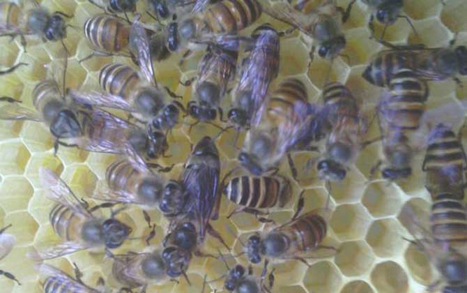 蜜蜂无蜂王分蜂技术