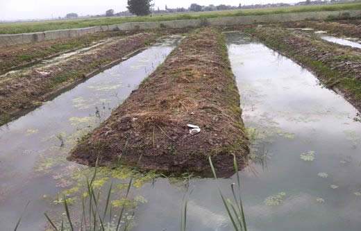 水蛭养殖场地要求与建造