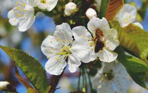 蜜蜂的习性及发育过程_库百科养蜂养殖