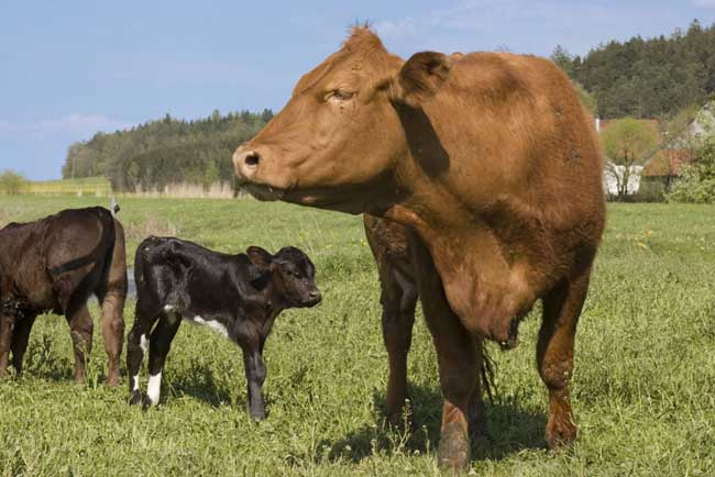 肉牛养殖常见的寄生虫症状及防治方法