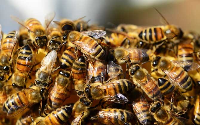 急造王台会发生分蜂吗？