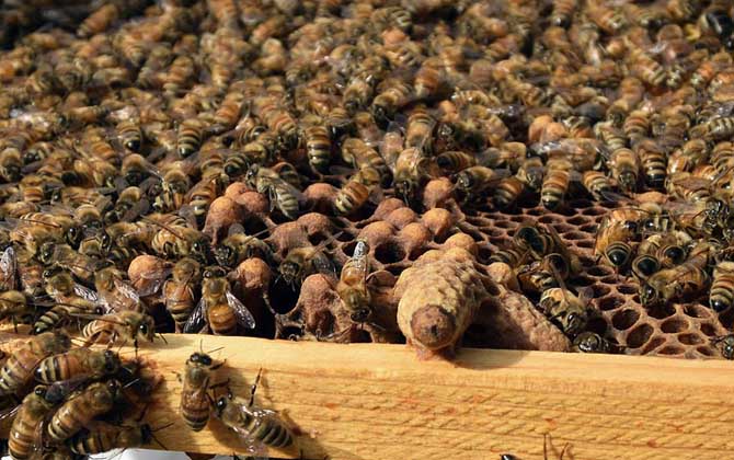 蜜蜂没有蜂王能养活吗？