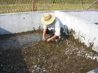 稻田养水蛭技术