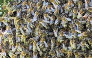 蜜蜂白垩病的症状及防治_库百科养蜂养殖