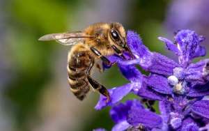 蜜蜂的特点有哪些？_库百科养蜂养殖