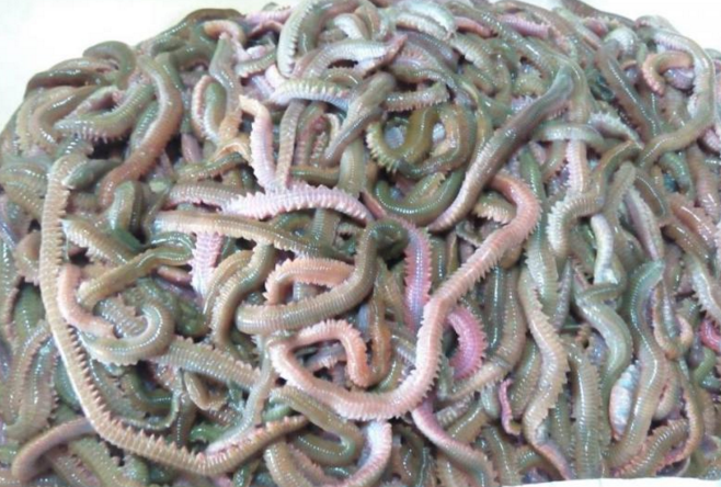 海蚯蚓有什么食用做法？它的价值是什么？