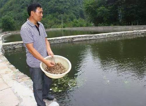 水产饲料投喂量