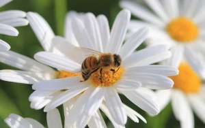 家里来蜜蜂是什么预兆？_库百科养蜂养殖