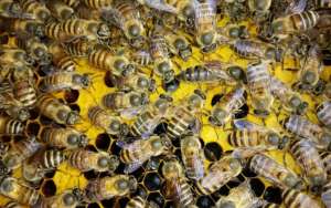 一脾蜜蜂怎么春繁快？_库百科养蜂养殖