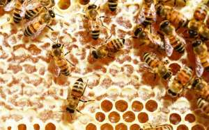蜜蜂吃白糖会产蜂蜜吗？_库百科养蜂养殖