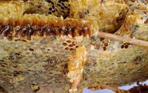蜜蜂越冬死亡有哪些原因？_库百科养蜂养殖