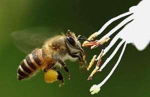 知道蜜蜂怎么养殖之后，你也能靠养蜜蜂发家致富_库百科养蜂养殖