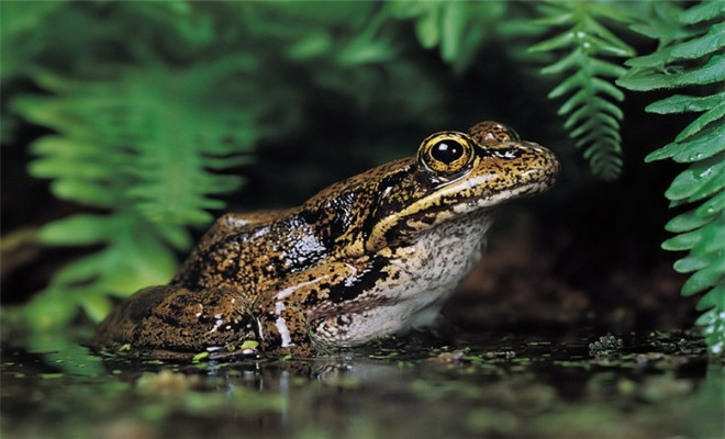 青蛙和石蛙有什么区别？