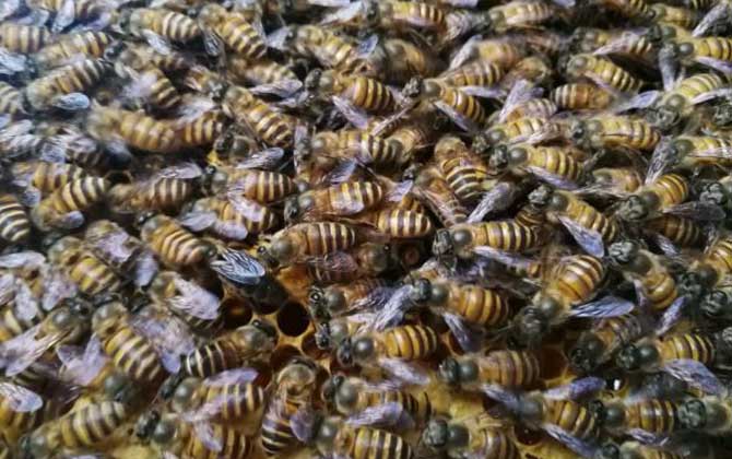 中华蜜蜂高效养殖技术