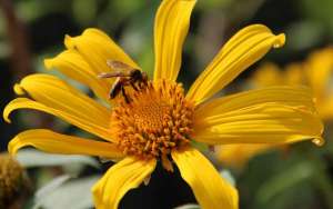 小蜜蜂和大蜜蜂的区别_库百科养蜂养殖