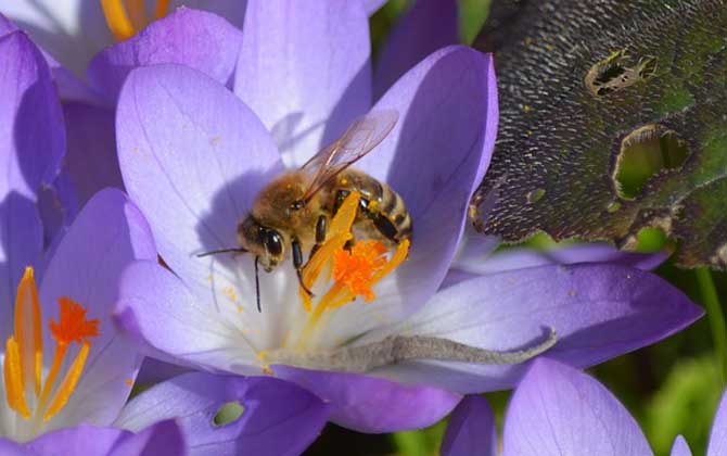 野生蜜蜂怎样收捕回家养？
