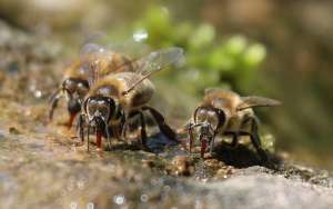 野生蜜蜂怎样收捕回家养？_库百科养蜂养殖