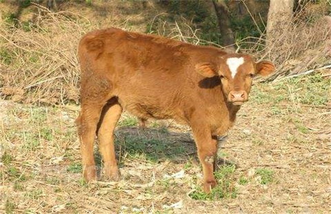 肉牛养殖常见的寄生虫症状及防治方法