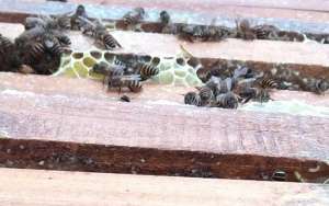 空蜂箱用什么吸引蜜蜂？_库百科养蜂养殖
