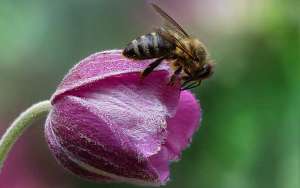 蜜蜂是害虫还是益虫？_库百科养蜂养殖