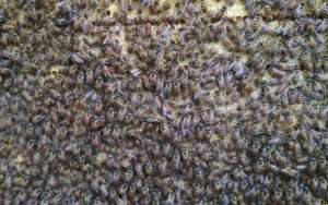 割蜜后为什么蜜蜂出逃？_库百科养蜂养殖