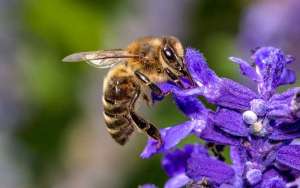 驱赶蜜蜂的最佳办法_库百科养蜂养殖