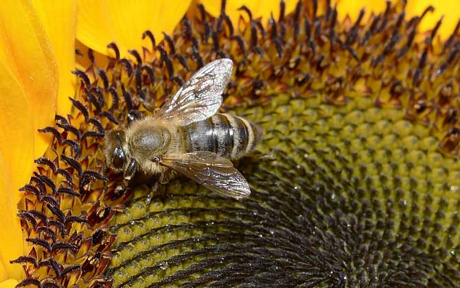 有关蜜蜂的知识有哪些？