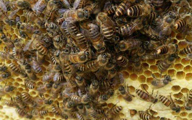 蜜蜂怎样才能安全过冬？