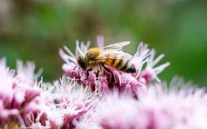 蜜蜂的生活习性_库百科养蜂养殖