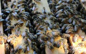 蜜蜂分家前有什么征兆-_库百科养蜂养殖