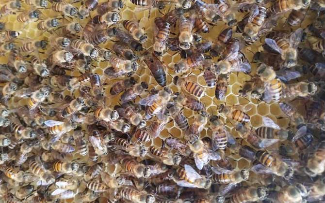 哪些人不适合养蜜蜂？