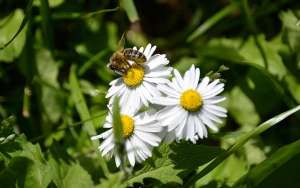 蜜蜂是怎么过冬的？_库百科养蜂养殖
