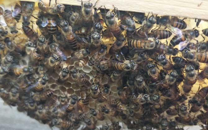 蜜蜂什么时候自然分蜂？