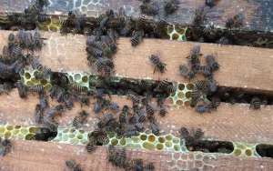 如何诱捕别人家的蜜蜂？_库百科养蜂养殖