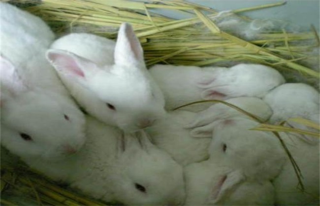 肉兔养殖成本利润如何？