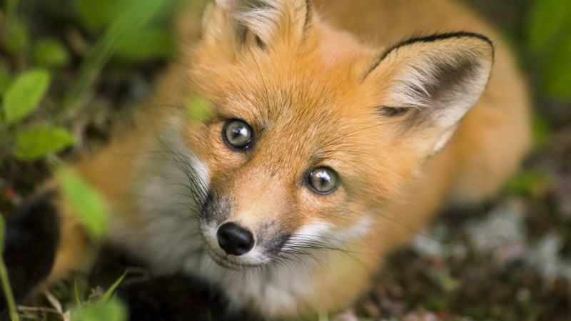 狐狸传染性肝炎的诊断方法