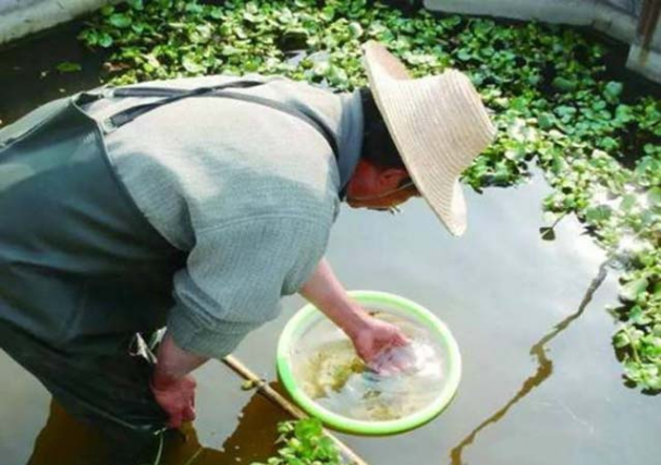 小龙虾的图片