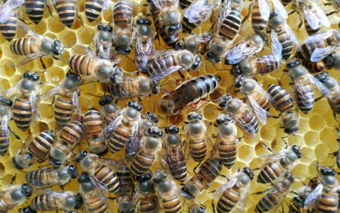 蜜蜂无蜂王分蜂技术