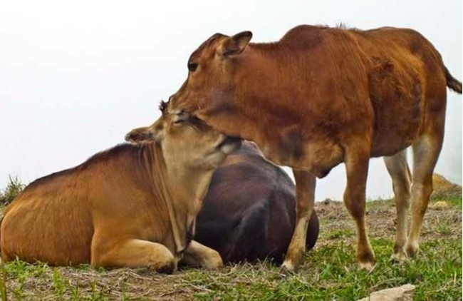 如何提高肉牛采食量