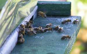 意大利蜜蜂有什么特点？_库百科养蜂养殖