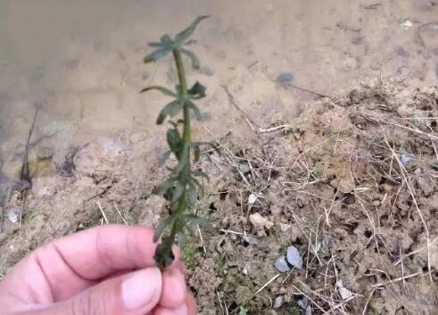 养殖小龙虾最适合种植的四种水草