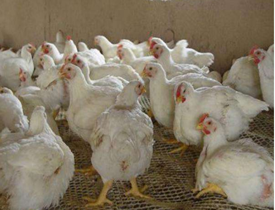 白羽肉鸡的养殖方法