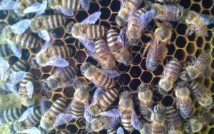 蜜蜂春繁时失王怎么办？_库百科养蜂养殖