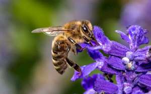 蜜蜂会发现蜜没了吗？_库百科养蜂养殖