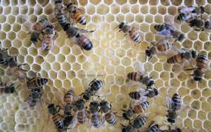 蜜蜂夏季怎么快速繁殖？_库百科养蜂养殖