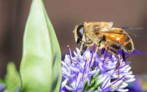 被蜜蜂蛰了怎么处理最简单？_库百科养蜂养殖
