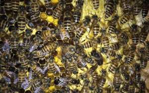 中华蜜蜂高效养殖技术_库百科养蜂养殖