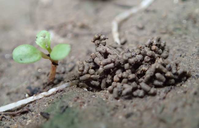 蚯蚓是益虫还是害虫?