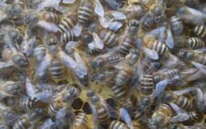 蜜蜂不造脾的原因_库百科养蜂养殖