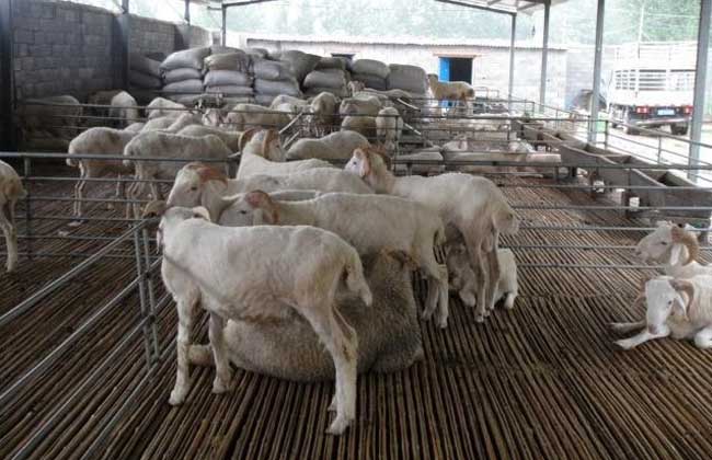 标准化肉羊养殖基地如何建设